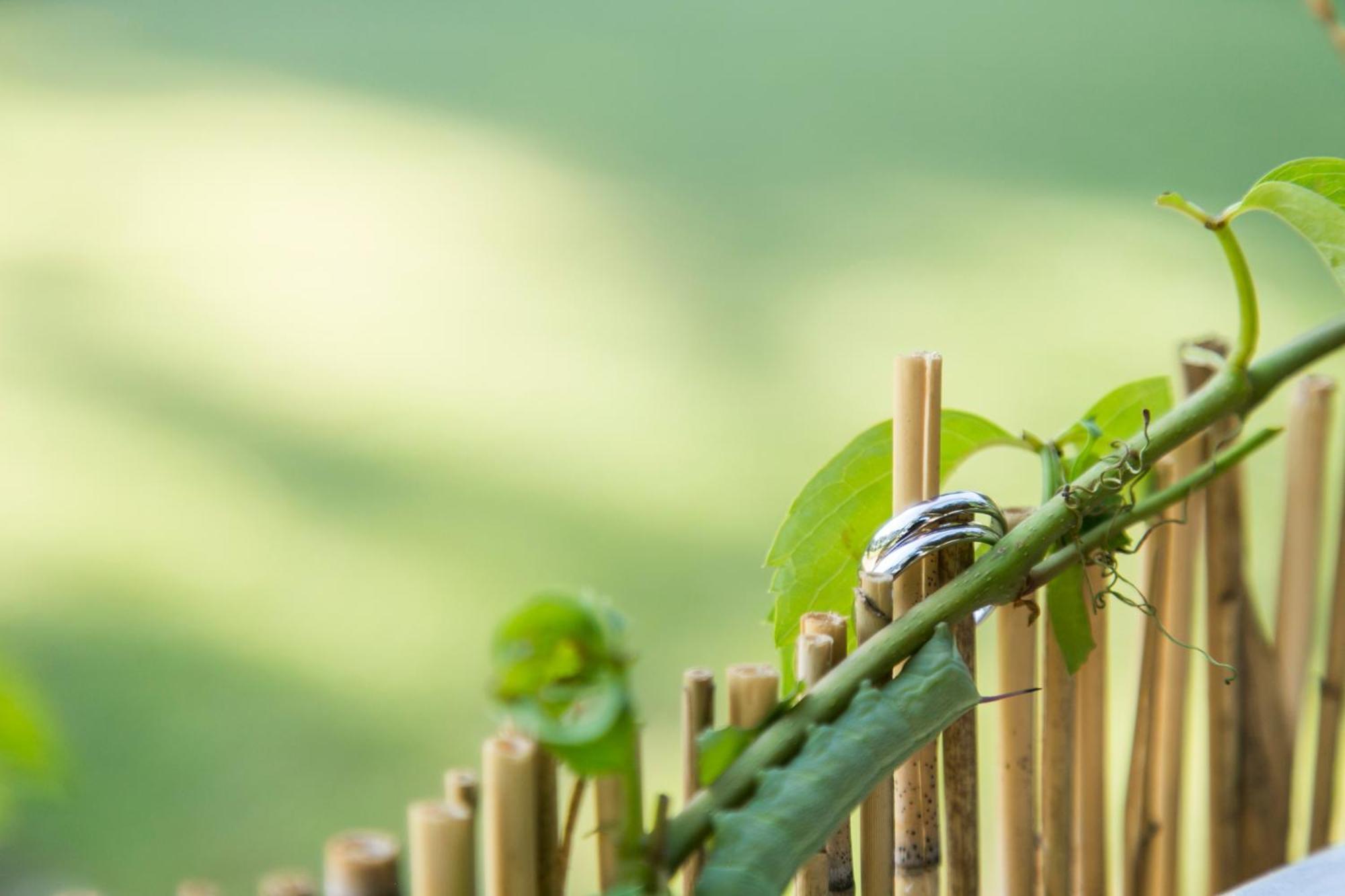 Eco And Magic Garden Hotel